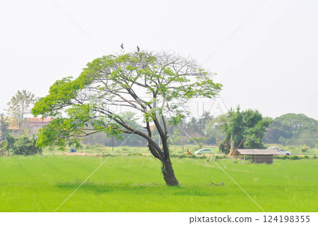 rain tree and hut in the rice field , paddy field or rice plant and sky background or Samanea saman or LEGUMINOSAE MIMOSOIDEAE and field 124198355