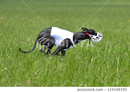 Dogs racing in lure coursing Dogs racing in lure coursing 124198395