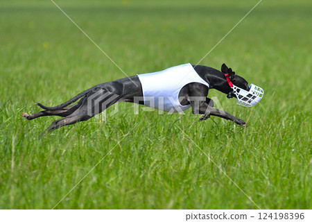 Black whippet running Black whippet running 124198396