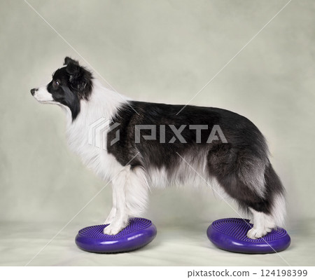 Dog fitness trainig on a sports equipment Dog fitness trainig on a sports equipment 124198399