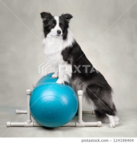 Border collie trainig on a sports ball peanut 124198404