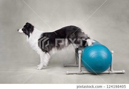 Dog fitness trainig on a sports ball 124198405