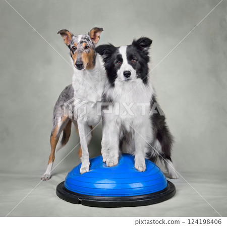 Two Collie dogs durig dog fitness trainig 124198406