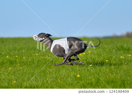 Mexican Hairless Dog racing in lure coursing Mexican Hairless Dog racing in lure coursing 124198409