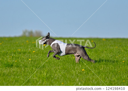 Standart size Xoloitzcuintli pursues bait in the field 124198410