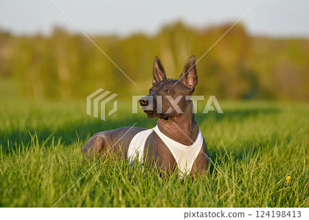 Mexican Hairless Dog resting on grass 124198413