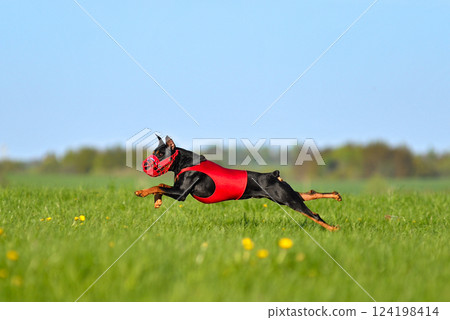 Black German Pinscher dog running lure coursing 124198414