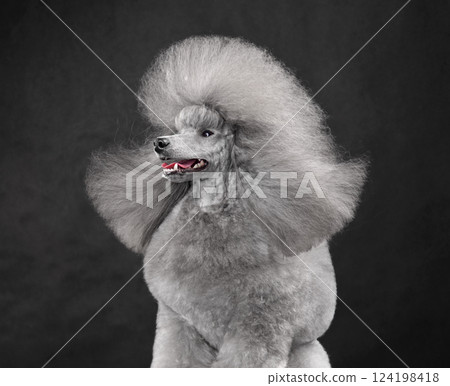 Sitting silver toy poodle Sitting silver toy poodle 124198418