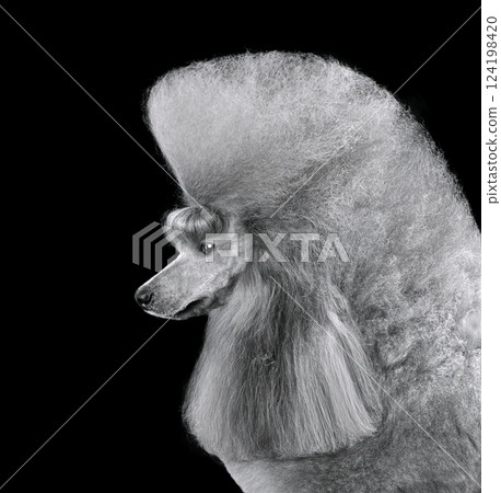 Profile portrait of elegant gray poodle 124198420