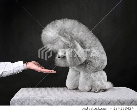 Beautiful gray toy poodle training 124198424