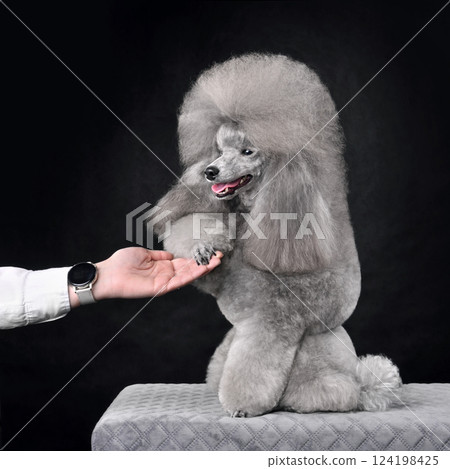 Beautiful gray toy poodle training 124198425