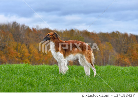 Standing red beautiful russian borzoi dog 124198427