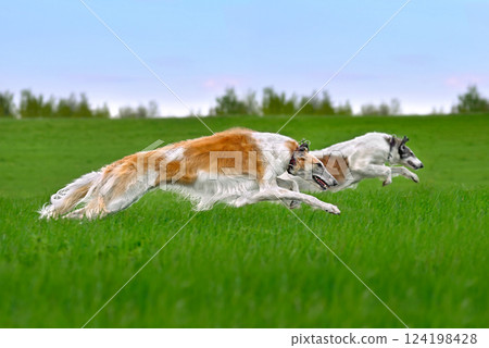 Running beautiful russian borzoi dogs Running beautiful russian borzoi dogs 124198428