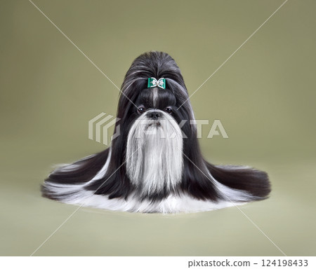 Beautiful Shih Tzu dog 124198433