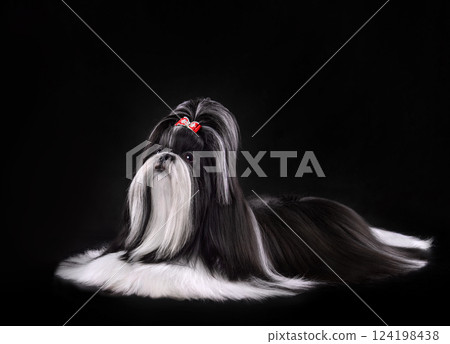 Show class black and white Shih Tzu dog 124198438