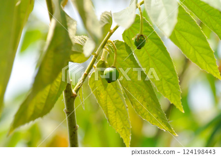 Calabura, Jam tree or Jamaican cherry or Malayan Cherry or Muntingia calabura L or MUNTINGIACEAE or West Indian Cherry plant with flower and seed 124198443