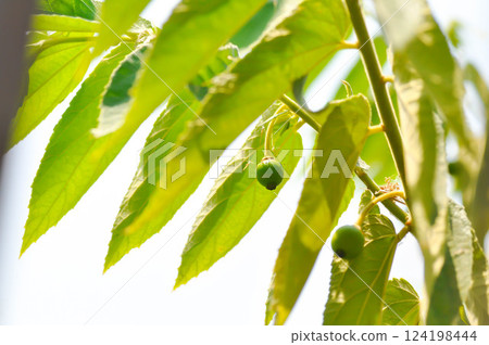 Calabura, Jam tree or Jamaican cherry or Malayan Cherry or Muntingia calabura L or MUNTINGIACEAE or West Indian Cherry plant with flower and seed Calabura, Jam tree or Jamaican cherry or Malayan Cherry or Muntingia calabura L or MUNTINGIACEAE or West Indian Cherry plant with flower and seed 124198444