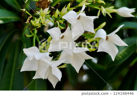 Cerbera Odollam Gaertn or Apocynaceae or pong pong and flowers 124198446