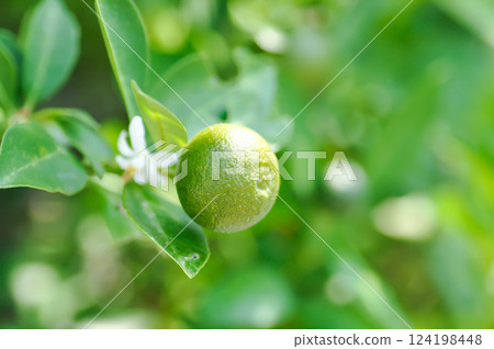 Citrus japonica Thunb or Kumquat , Kumquat plant or Cumquats or Citrus Japonica Thunb or RUTACEAE or orange plant with seed Citrus japonica Thunb or Kumquat , Kumquat plant or Cumquats or Citrus Japonica Thunb or RUTACEAE or orange plant with seed 124198448