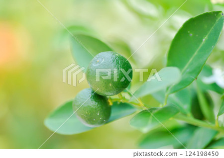Citrus japonica Thunb or Kumquat , Kumquat plant or Cumquats or Citrus Japonica Thunb or RUTACEAE or orange plant with seed 124198450