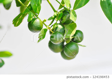 Citrus japonica Thunb or Kumquat , Kumquat plant or Cumquats or Citrus Japonica Thunb or RUTACEAE or orange plant with seed 124198453