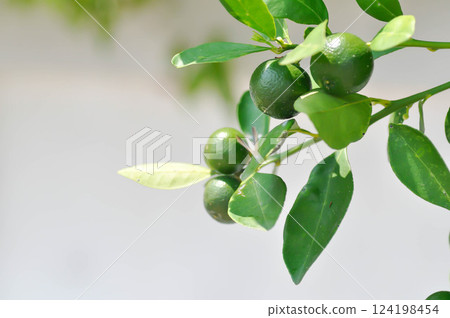 Citrus japonica Thunb or Kumquat , Kumquat plant or Cumquats or Citrus Japonica Thunb or RUTACEAE or orange plant with seed 124198454