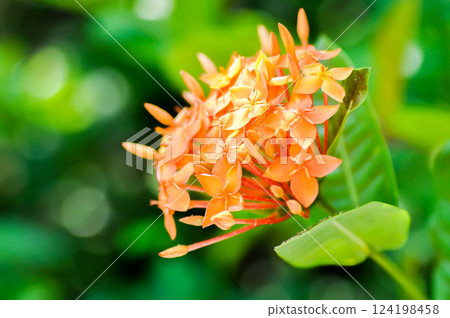 Ixora chinensis Lamk, Ixora spp or Zephyranthes or West Indian Jasmine and orange flower 124198458