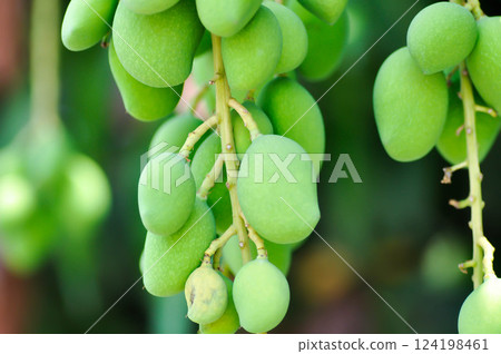 Anacardiaceae , Mangifera indica L or Mangifera caloneura Kurz or mango or small mango Anacardiaceae , Mangifera indica L or Mangifera caloneura Kurz or mango or small mango 124198461