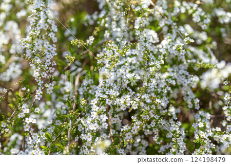 Spiraea flowers small flowers white flowers spring flowers 124198479