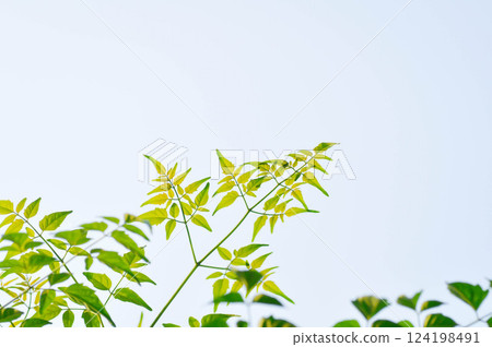 Cork tree, Indian cork tree or Millingtonia hortensis Linn or BIGNONIACEAE or small Cork tree and sky 124198491