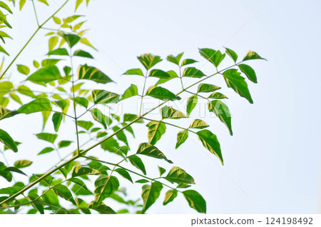 Cork tree, Indian cork tree or Millingtonia hortensis Linn or BIGNONIACEAE or small Cork tree 124198492