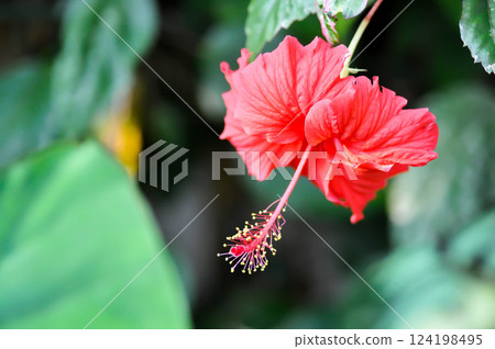 Chinese rose, hibiscus or Hibiscus Rosa-Sinensis Variegata with red flower Chinese rose, hibiscus or Hibiscus Rosa-Sinensis Variegata with red flower 124198495
