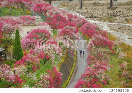 雨天的桃花之鄉阿智村的靜謐風景【長野縣】 124198506