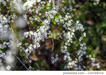 Spiraea flowers small flowers white flowers spring flowers 124198518