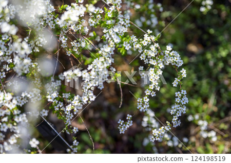 Spiraea flowers small flowers white flowers spring flowers 124198519