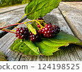 Closeup of delicious ripe blackberries and green leaves on wooden table. Agriculture concept. 124198525