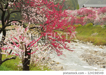 The tranquil scenery of Achi Village, a village of peach blossoms in the rain - Nagano Prefecture 124198549