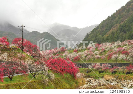 The tranquil scenery of Achi Village, a village of peach blossoms in the rain - Nagano Prefecture The tranquil scenery of Achi Village, a village of peach blossoms in the rain - Nagano Prefecture 124198550