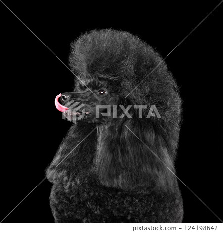 Beautiful black poodle licks 124198642