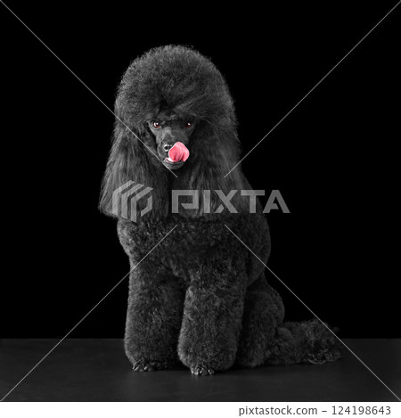Beautiful black poodle licks 124198643