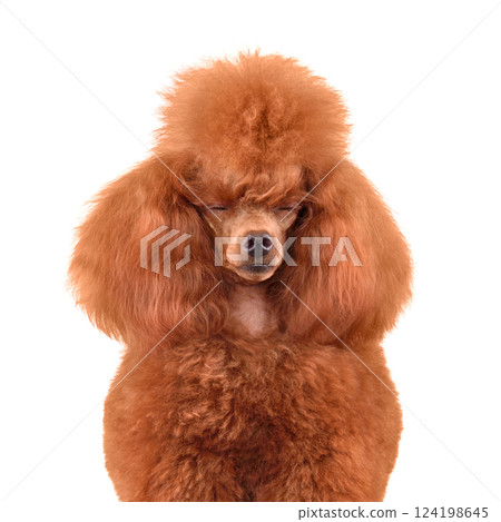 Sleeping cute poodle 124198645