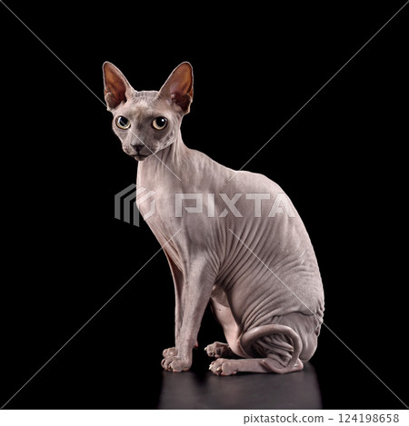 Studio shot of sphynx cat 124198658