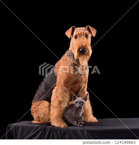 Cat and dog in studio 124198663