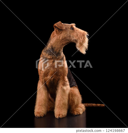 Sitting Airedale Terrier dog Sitting Airedale Terrier dog 124198667