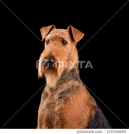 Portrait of Airedale Terrier dog Portrait of Airedale Terrier dog 124198669