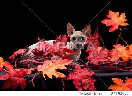 Sphynx cat with autumn leaves 124198672