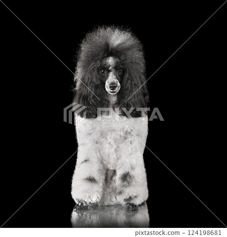 Beautiful black and white toy poodle Beautiful black and white toy poodle 124198681