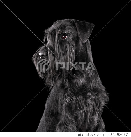 Portrait of black schnauzer dog 124198687