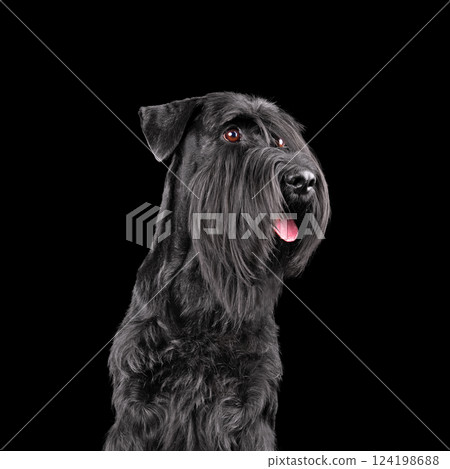 Studio shot of black schnauzer dog 124198688