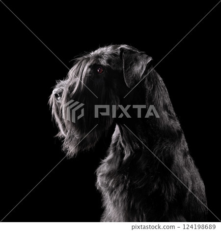 Silhouette of black schnauzer dog 124198689